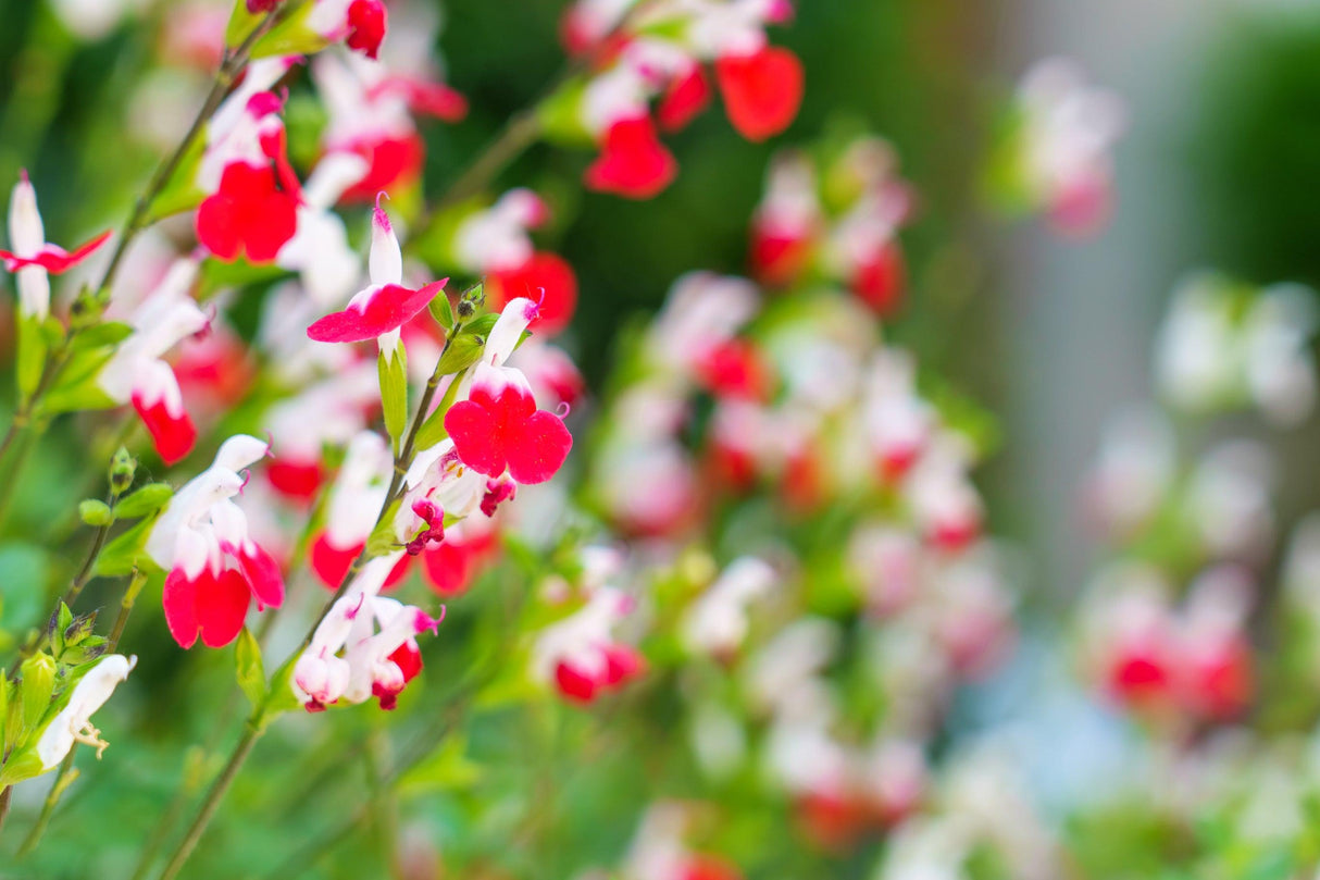 Hot Lips Sage - Salvia microphylla 'Hot Lips' - Brisbane Plant Nursery