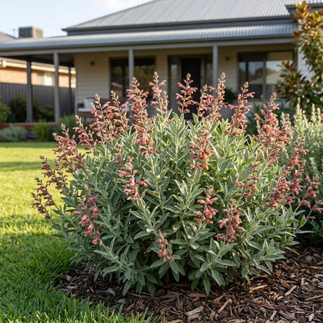 Sand Sage (Salvia lanceolata)