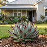 Santa Barbara Succulent
