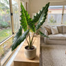 Sarian Elephant's Ear
