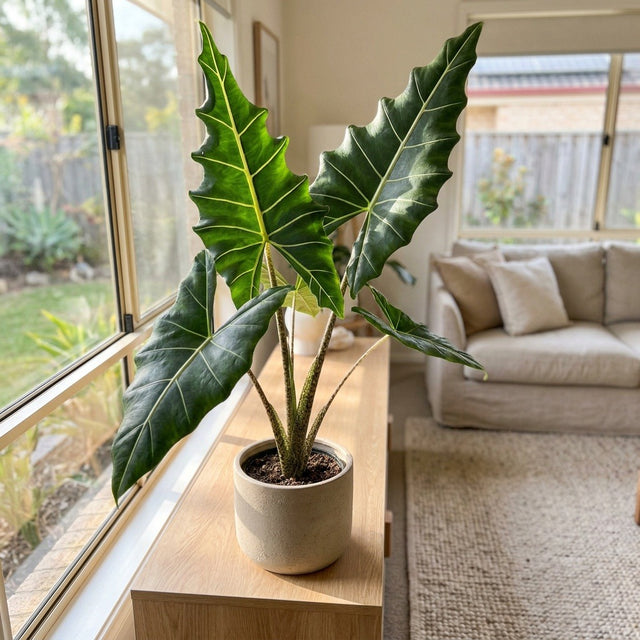Elephant's Ear (Alocasia hybrid)