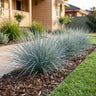 Savanna Blue™ Lomandra