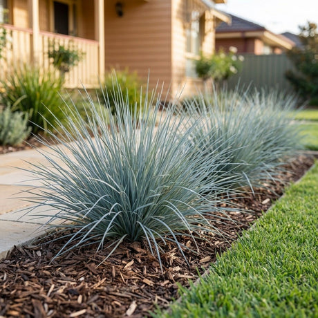 Savanna Blue Lomandra (Lomandra filiformis)