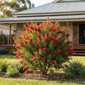 Scarlet Flame™ Bottlebrush