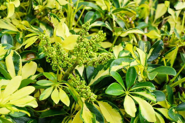 Madame De Smet Dwarf Umbrella Tree - Schefflera arboricola 'Madame De Smet' - Brisbane Plant Nursery