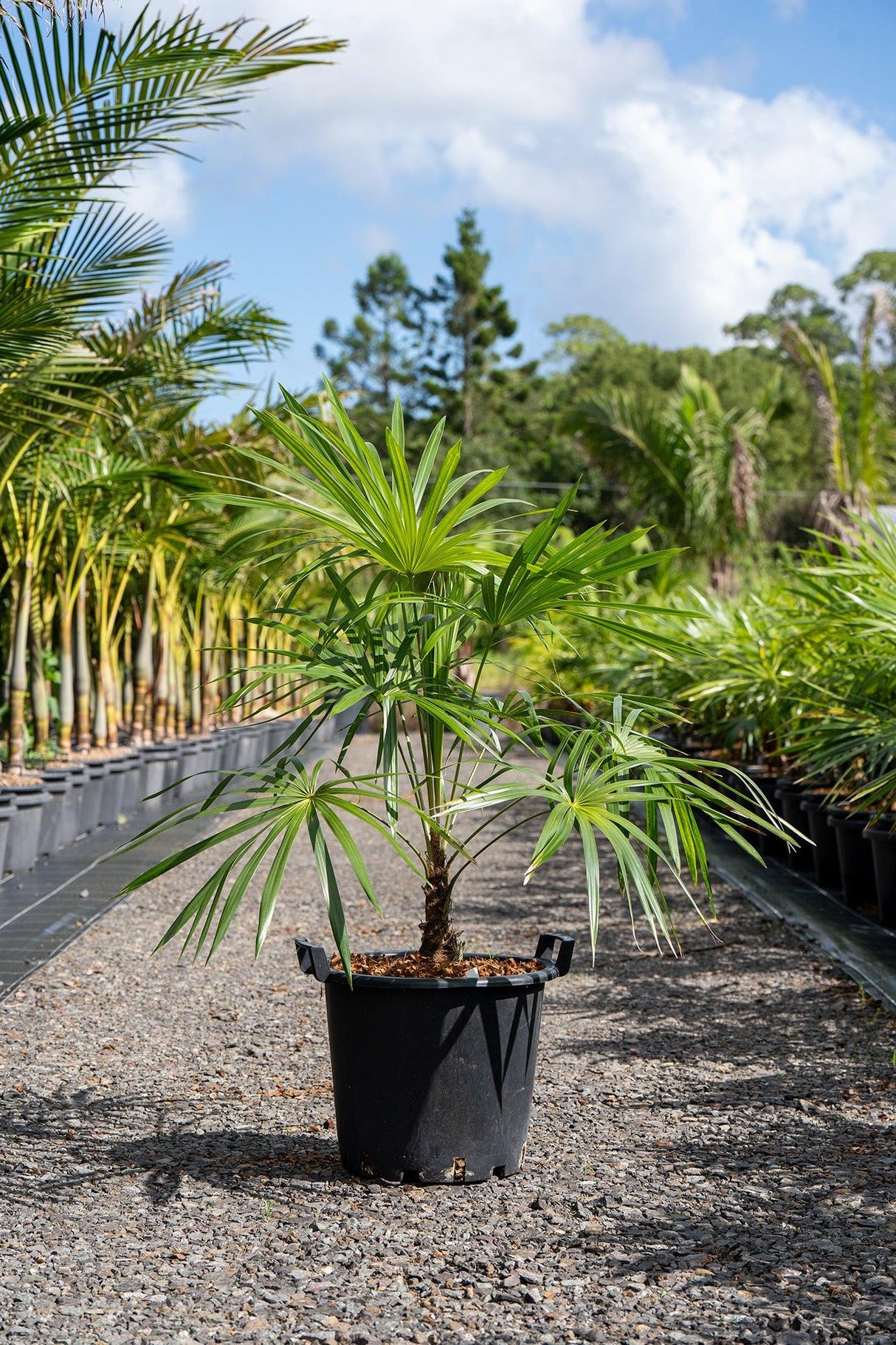 Mountain Palm - Schippia concolor - Brisbane Plant Nursery