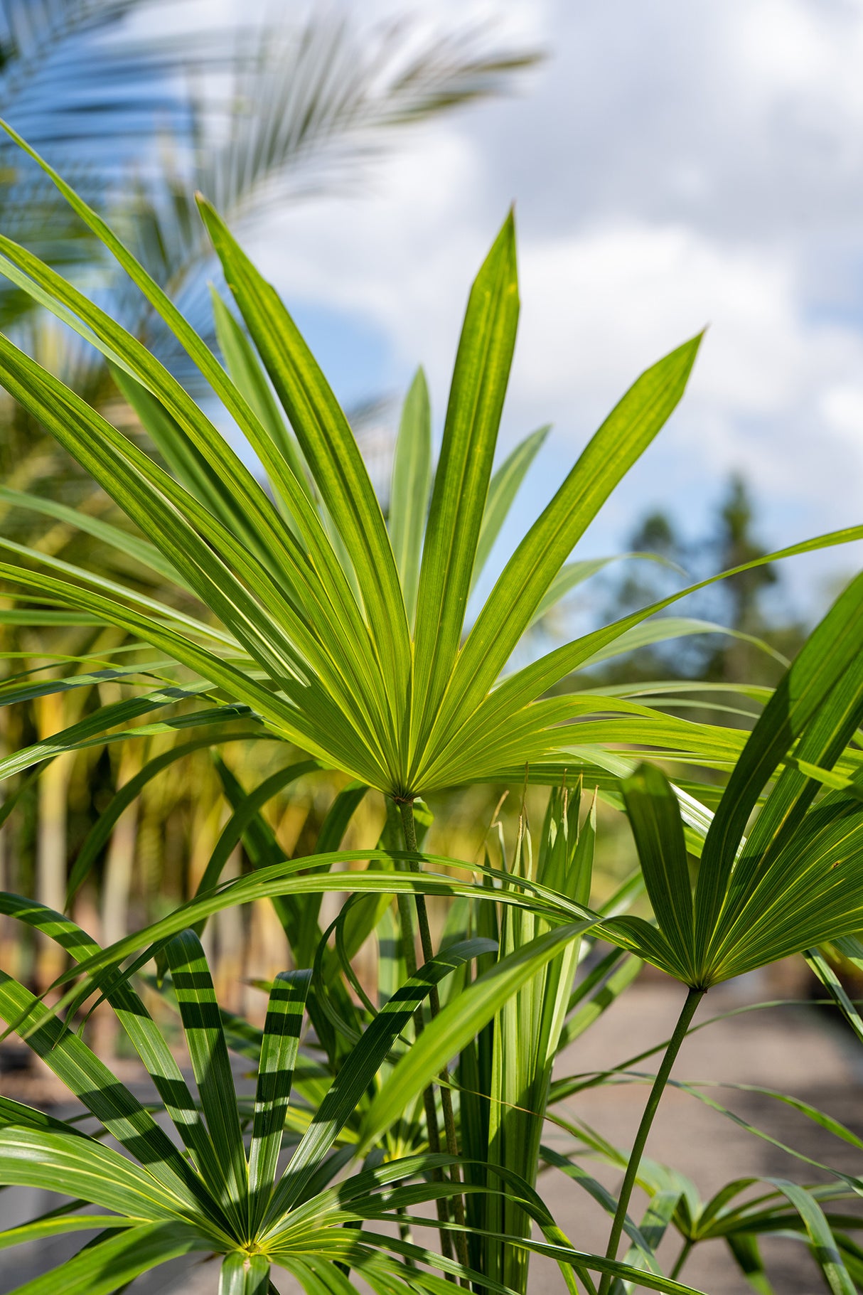 Mountain Palm - Schippia concolor - Brisbane Plant Nursery