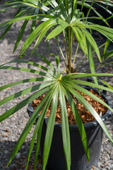 Mountain Palm - Schippia concolor - Brisbane Plant Nursery