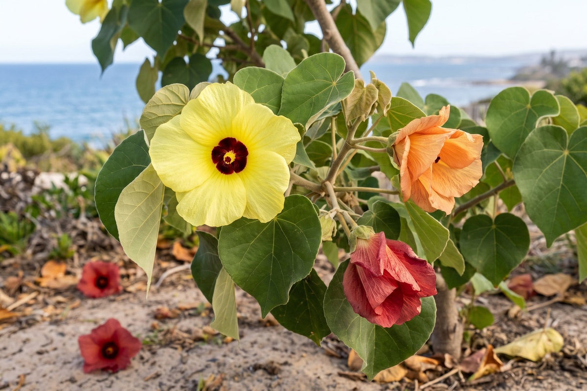Sea hibiscus branch with a yellow flower, an orange flower and a red flower among heart-shaped leaves