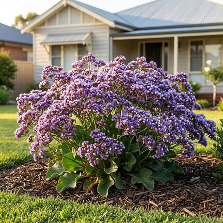 Sea Lavender - Limonium perezii