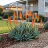 Sea Urchin™ Aloe