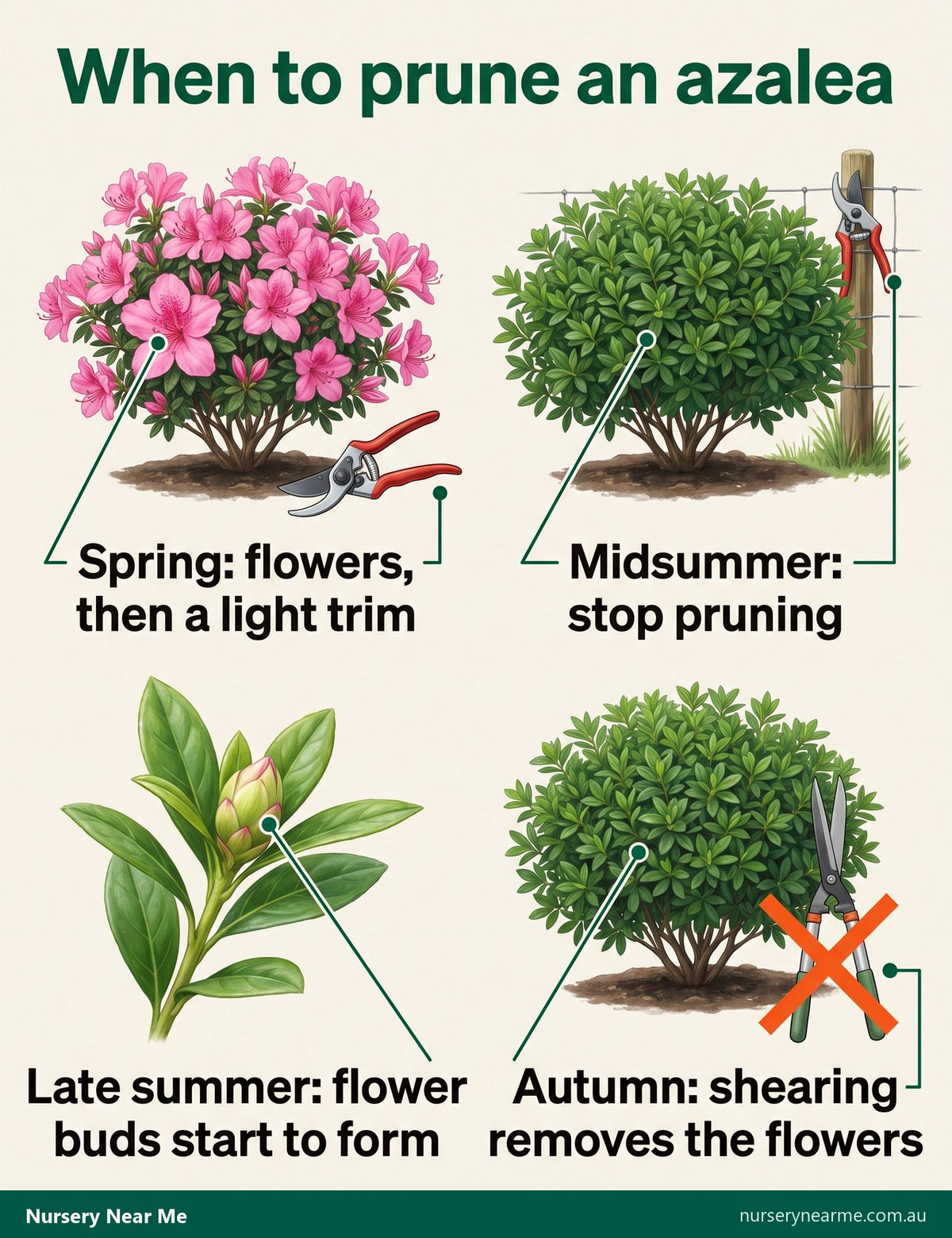 Seasonal diagram of azalea pruning: trim after spring flowers, stop by midsummer, never in autumn