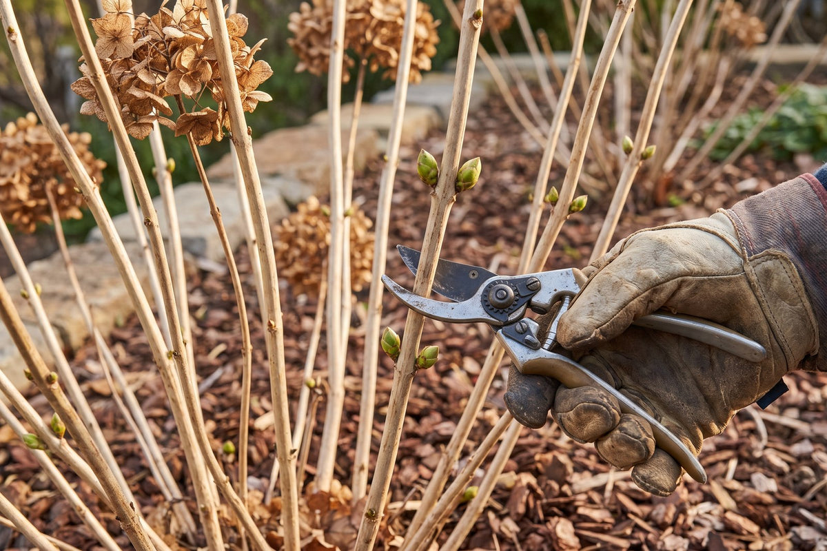 Secateurs cutting a bare hydrangea cane just above a pair of plump buds