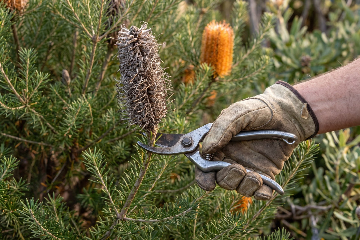 Secateurs cutting a lantern banksia stem just below a spent flower spike, in leafy growth
