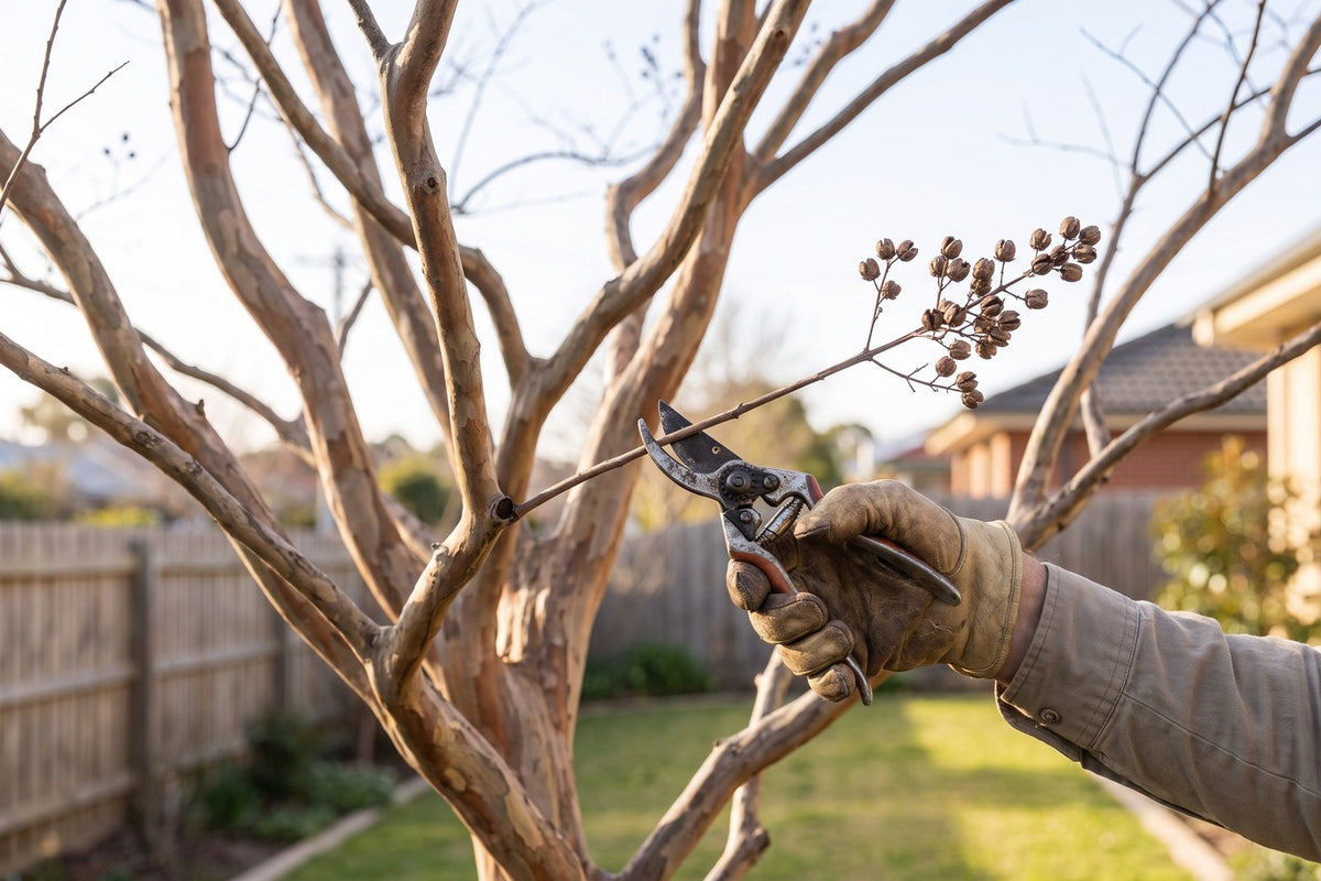 Secateurs tipping back a thin twig on a bare crepe myrtle in late winter, main branches untouched
