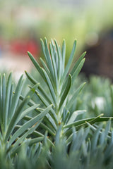 Narrow Chalk Sticks Senecio - Senecio talinoides 'Narrow Chalk Sticks' - Brisbane Plant Nursery