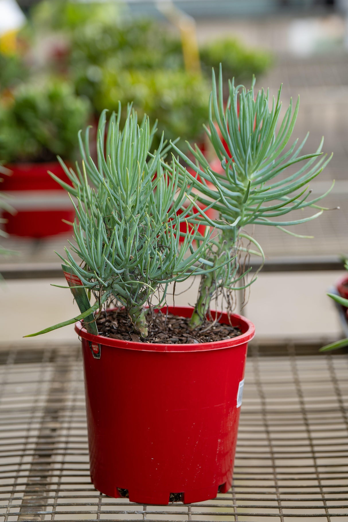 Narrow Chalk Sticks Senecio - Senecio talinoides 'Narrow Chalk Sticks' - Brisbane Plant Nursery