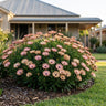 Serenity Sunset Cape Daisy