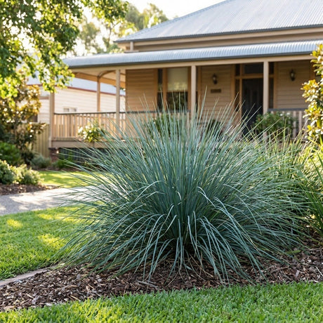 Lomandra (Lomandra fluviatilis)