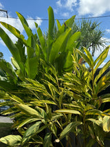 Variegated Shell Ginger - Alpinia zerumbet 'Variegata'