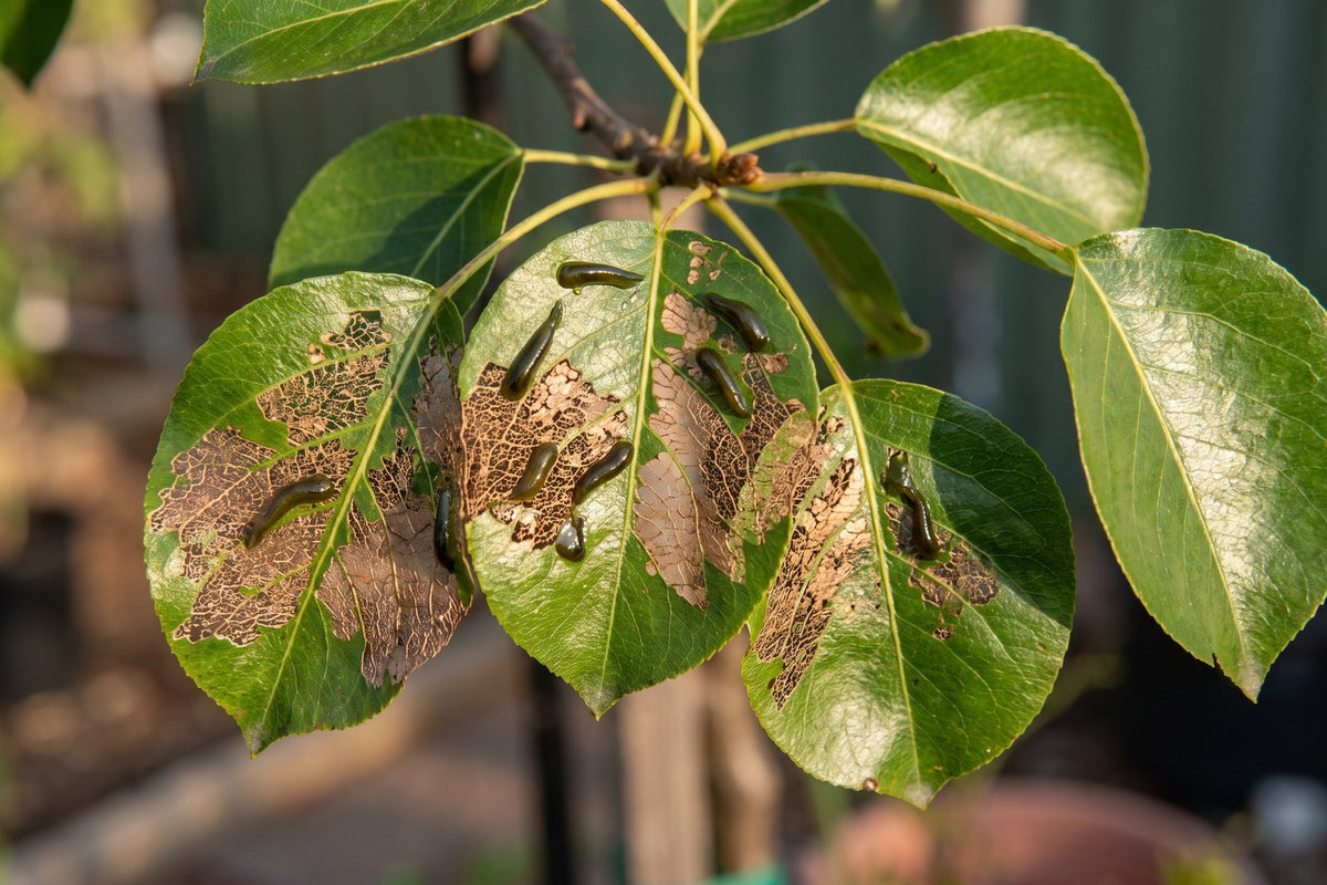 Shiny dark pear and cherry slug larvae and skeletonised brown patches on ornamental pear leaves
