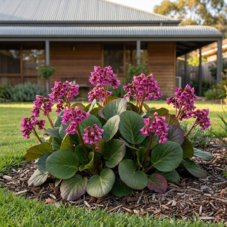 Elephant's Ears (Bergenia cordifolia)