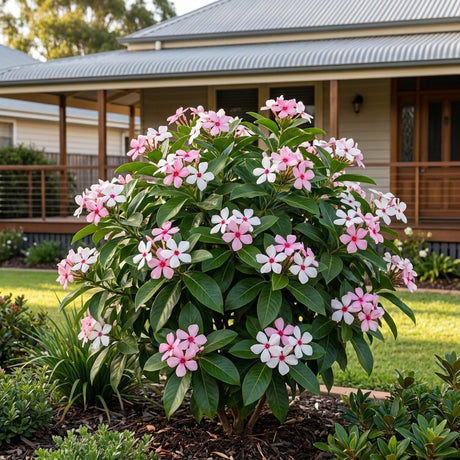 Shrub Vinca