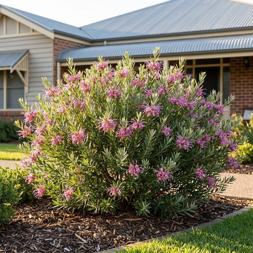 Silky Grevillea