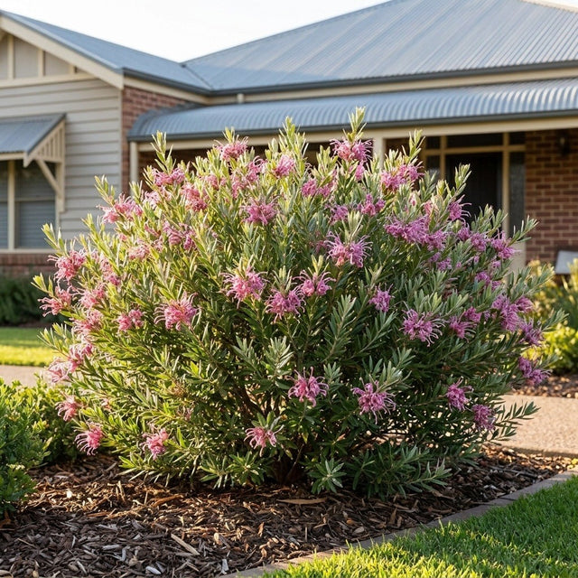 Silky Grevillea