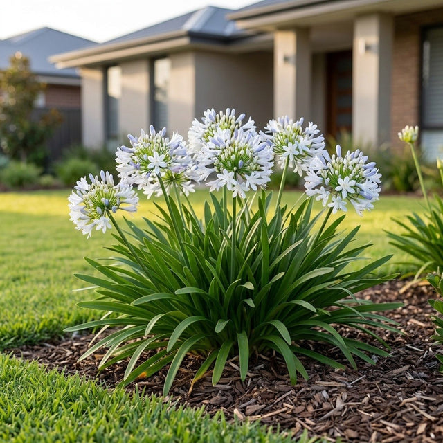 Agapanthus (Agapanthus orientalis)
