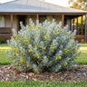 Silver Ball Emu Bush