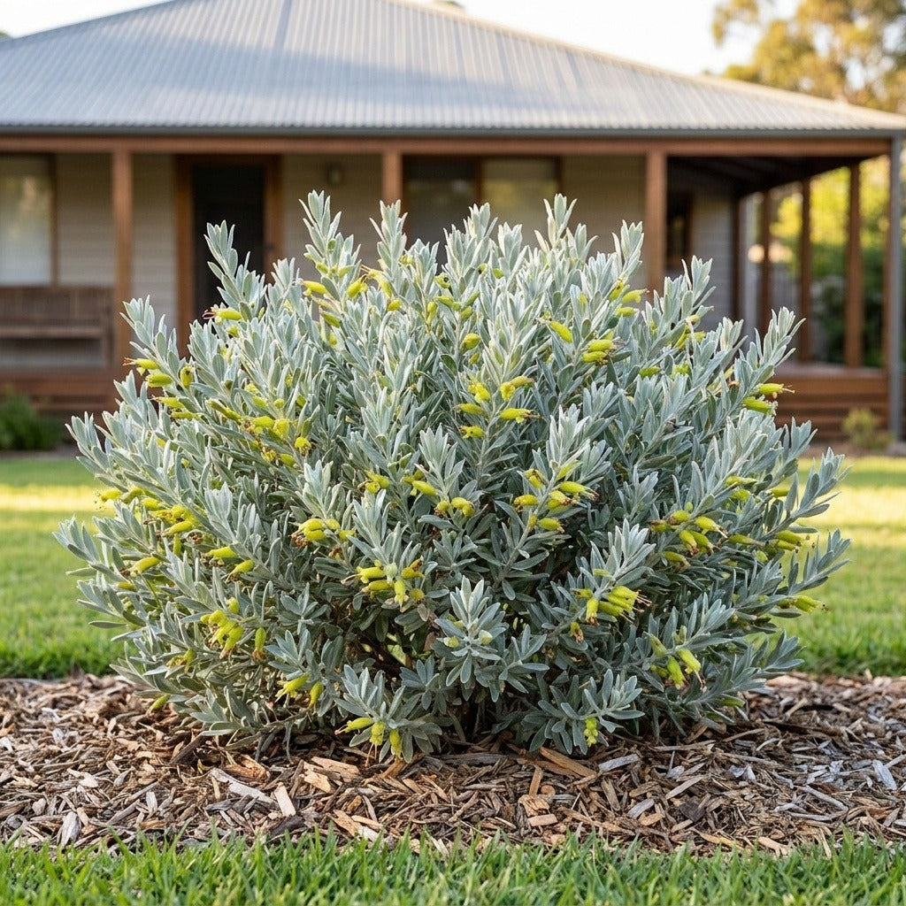 Emu Bush (Eremophila glabra)