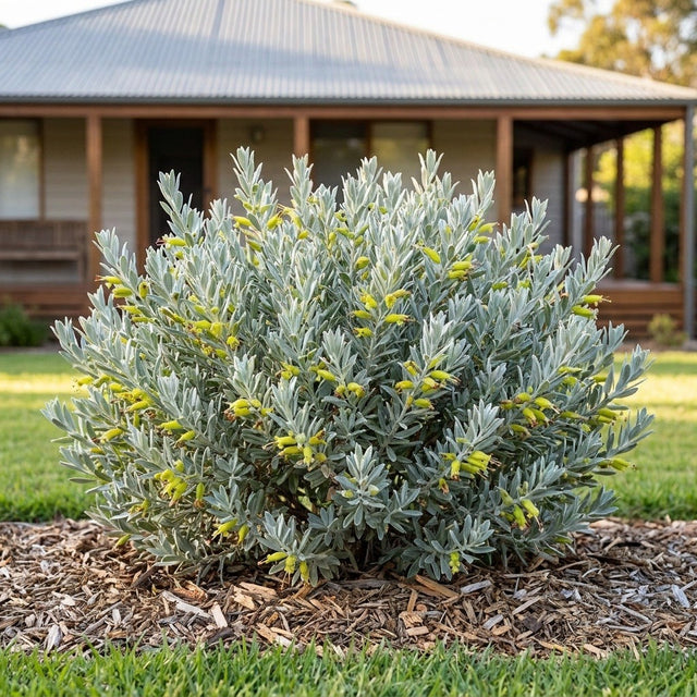 Emu Bush (Eremophila glabra)