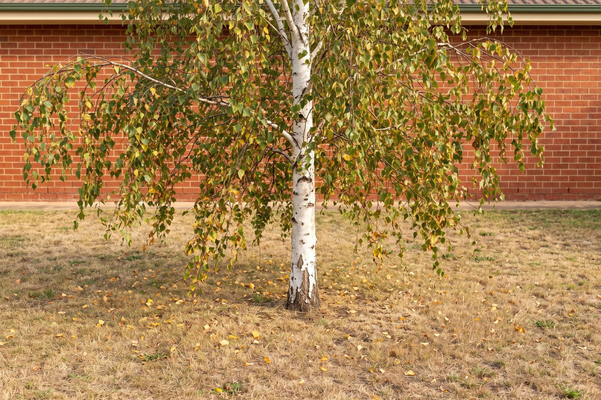 Silver birch in a dry lawn dropping yellow leaves in summer from heat and drought stress