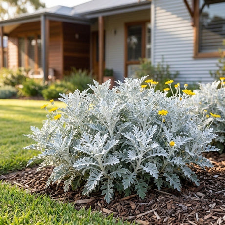 Silver Dust Dusty Miller
