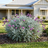 Silver Fountain Dusty Miller