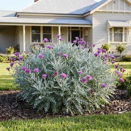 Dusty Miller (Centaurea cineraria)