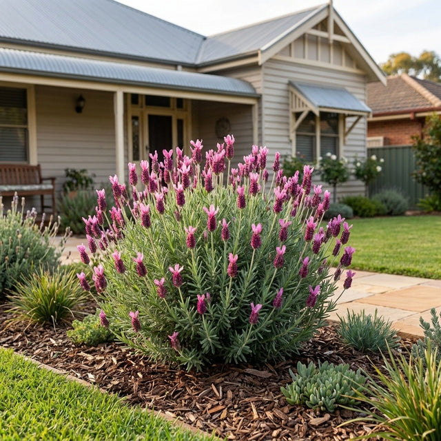Silver Lining Eternity Italian Lavender