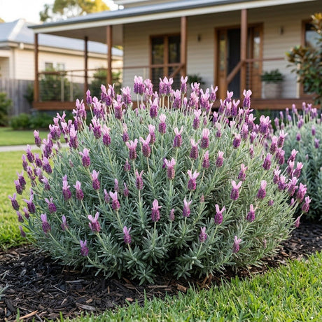 Silver Lining Love Italian Lavender