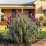Silver Lining Passion Italian Lavender