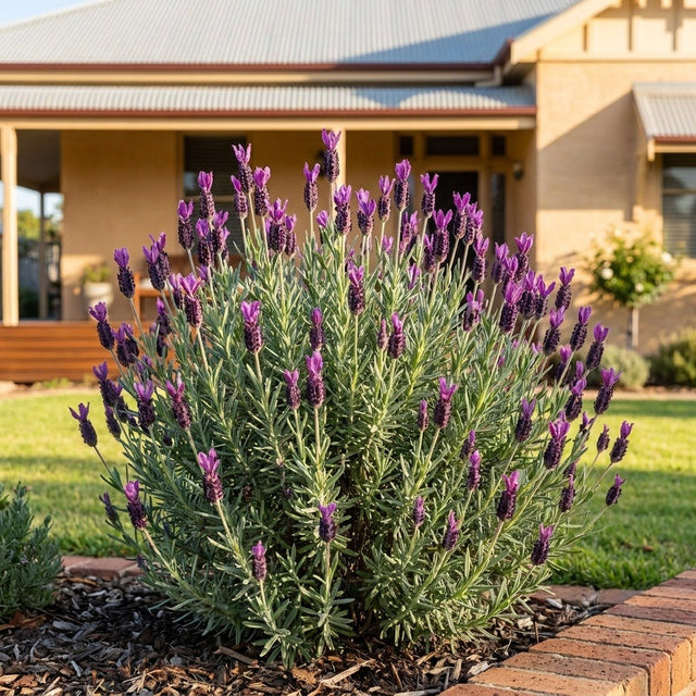 Silver Lining Passion Italian Lavender
