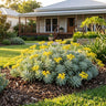Silver Mound Succulent