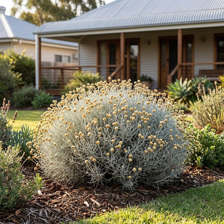 Silver Nugget Cushion Bush
