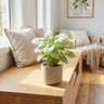 Silver Pearl Arrowhead Plant