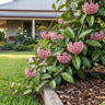 Silver Pink Hoya