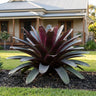 Silver Plum Bromeliad