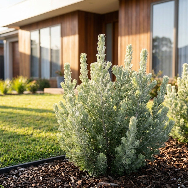 Woolly Bush (Adenanthos sericeus)