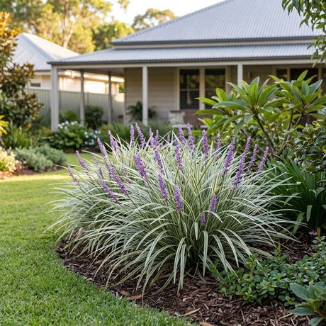 Silverlawn Liriope (Liriope muscari)