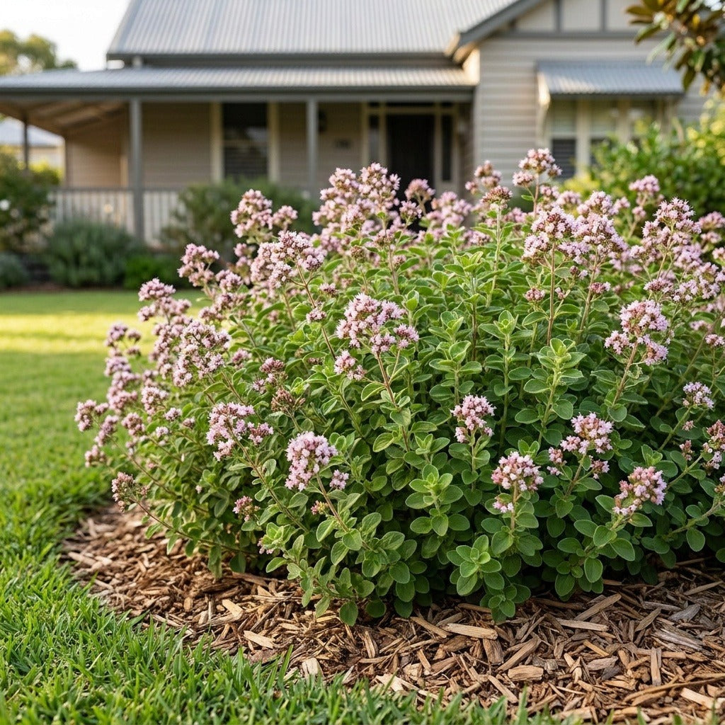 Simply Zesty Oregano (Origanum vulgare 'OREG04') growing in a mulched garden bed in front of an Australian home