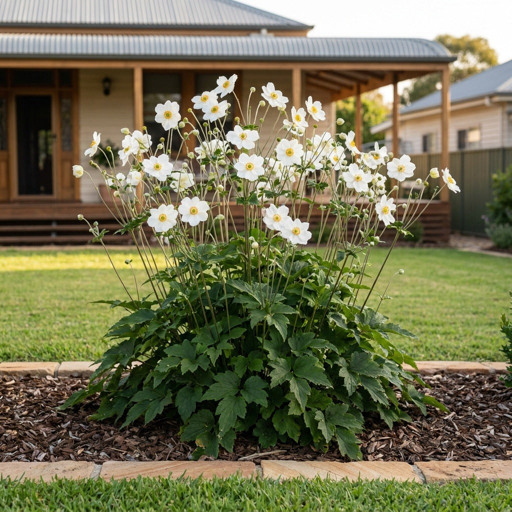Japanese Anemone (Anemone x hybrida)